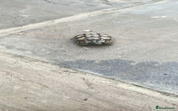 Hermann Tortoise reptiles for sale: 5 Spur Thighed Tortoises  - Image 3