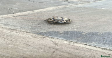 Hermann Tortoise reptiles - Advert 3