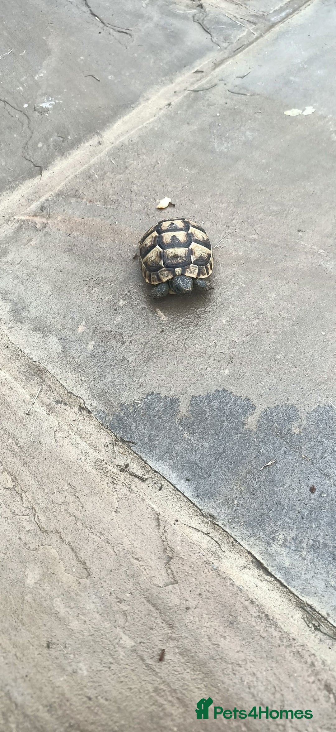 Hermann Tortoise reptiles for sale: 5 Spur Thighed Tortoises  - Image 3