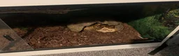 Boa Snake reptiles for sale: Boa Constrictor Snake in Southam - Advert 2