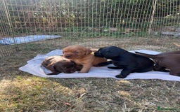 Cockerdor dogs for sale: Beautiful Cockerdor puppies for sale  - Image 12