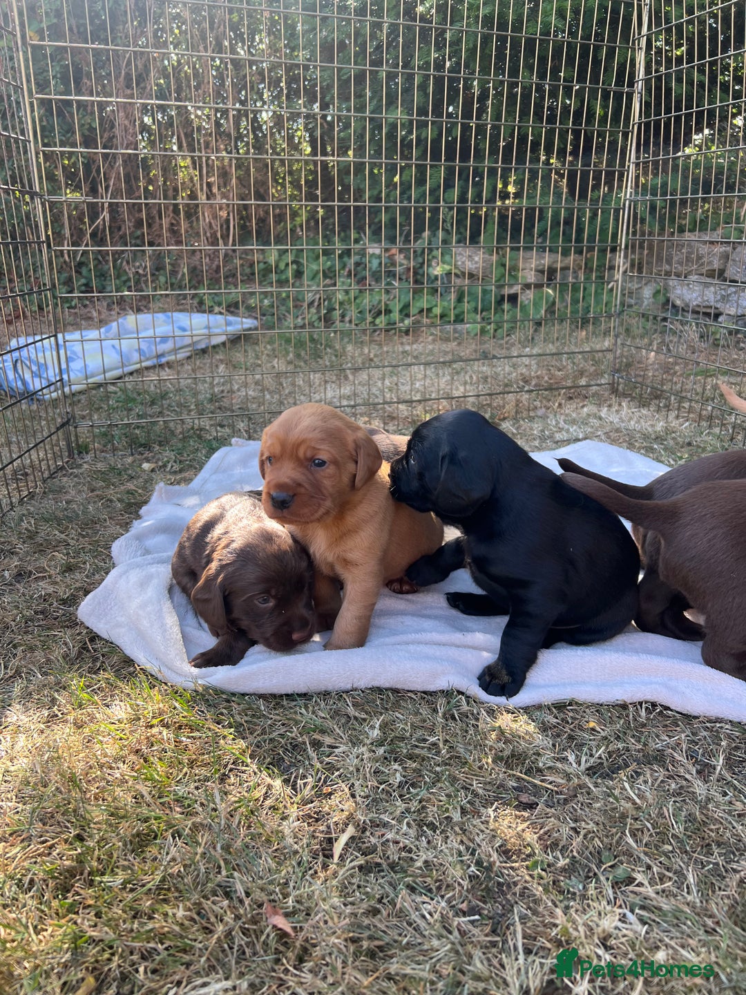 Cockerdor dogs for sale: Beautiful Cockerdor puppies for sale  - Image 12