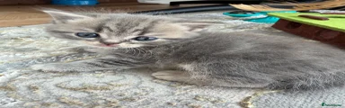 Scottish Fold 2