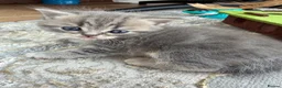 Scottish Fold cats for sale: 😊Tabby Scottish fold  - Advert 40