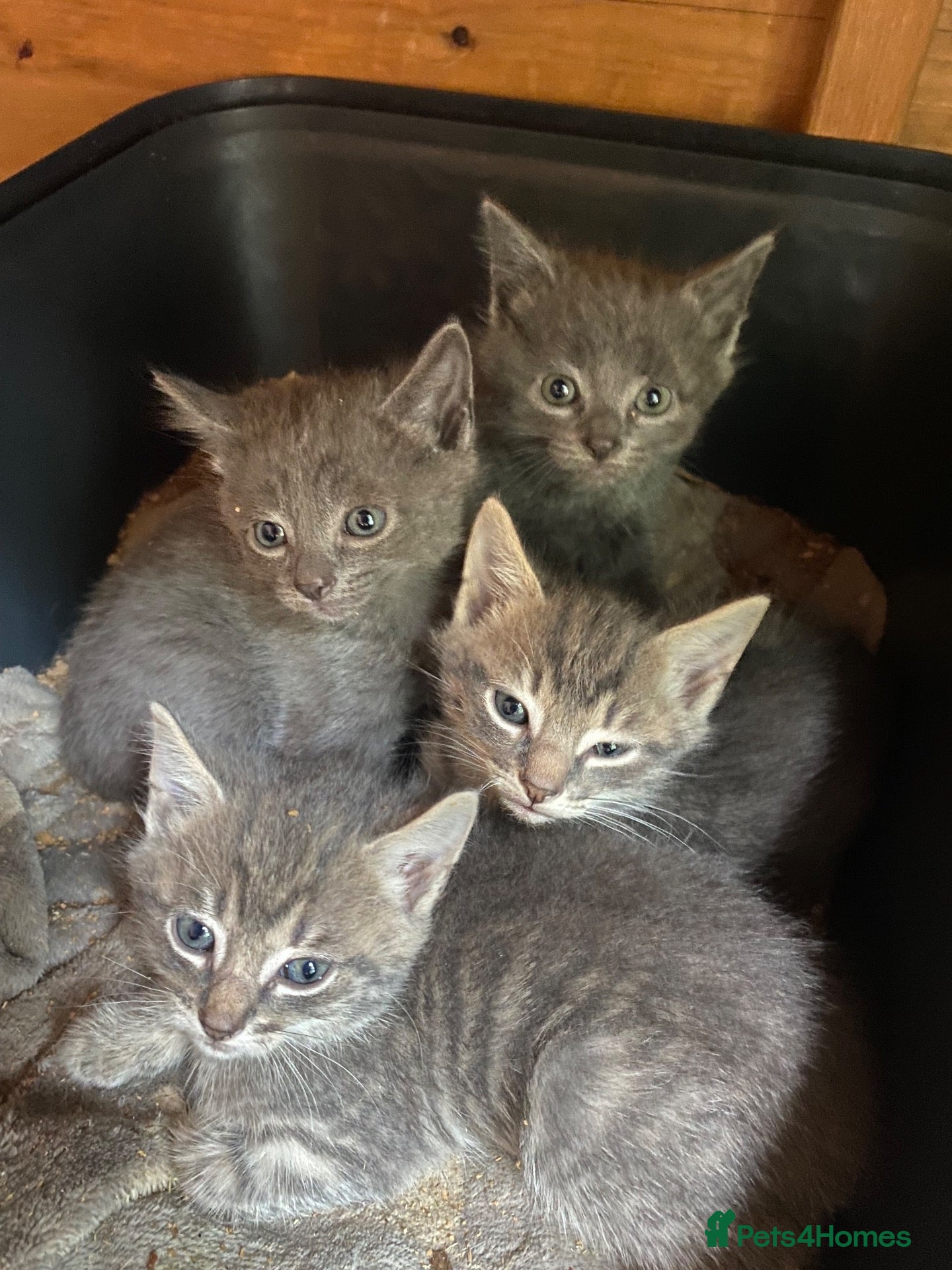 Mixed Breed cats Farm reared grey kittens  - Advert 12