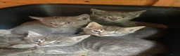 Mixed Breed cats for sale: Farm reared grey kittens  - Advert 1