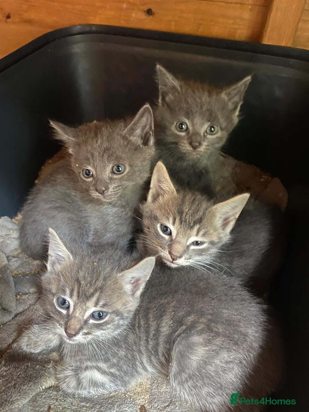 Mixed Breed cats for sale: Farm reared grey kittens  - Advert 1
