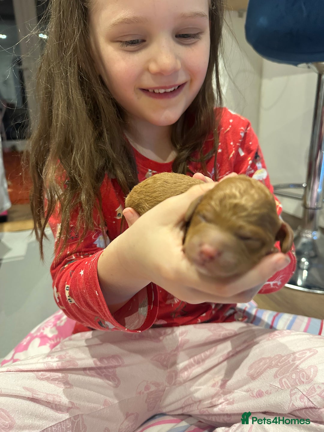 Cavapoo dogs for sale: Toy Cavapoo puppies  - Advert 4