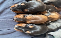 Miniature Dachshund dogs for sale: Miniature Dachshunds  - Image 5