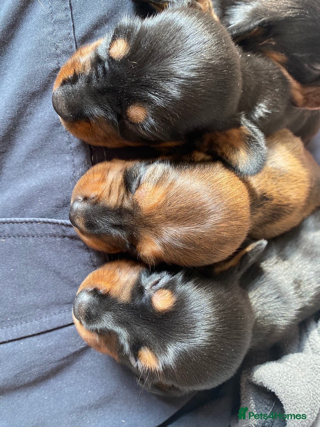 Miniature Dachshund dogs for sale: Miniature Dachshunds  - Image 5