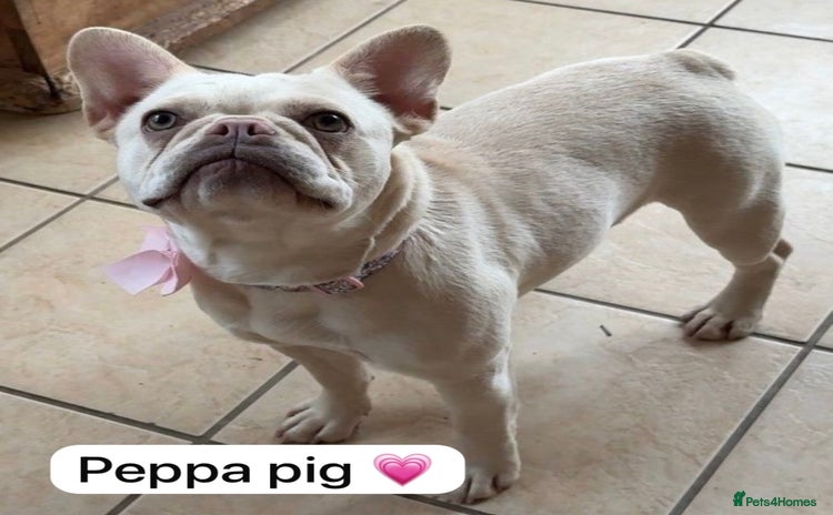 French Bulldog dogs French bulldog  - Advert 3