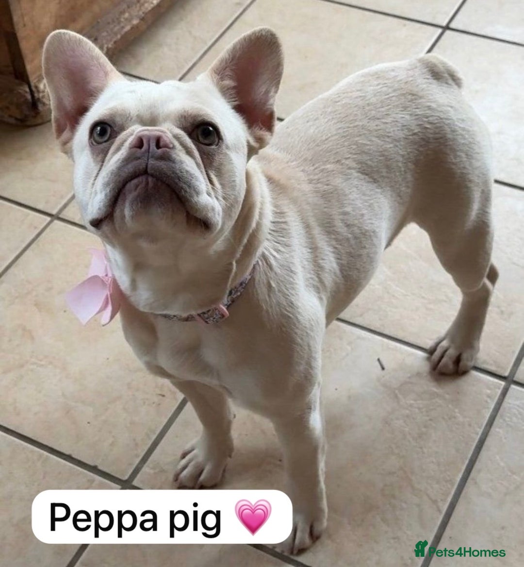 French Bulldog dogs for sale: French bulldog  - Advert 1