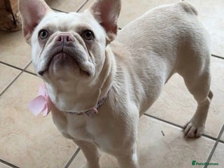 French Bulldog dogs French bulldog - Advert 9