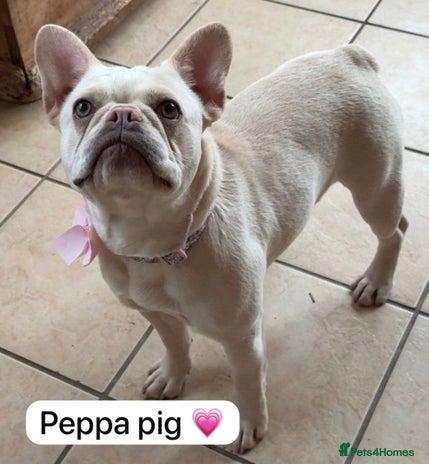 French Bulldog dogs French bulldog - Advert 1