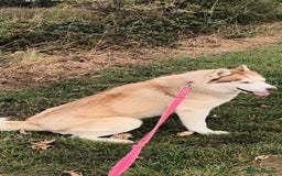 Siberian Husky dogs for sale: Two Siberian Husky Males - Image 17