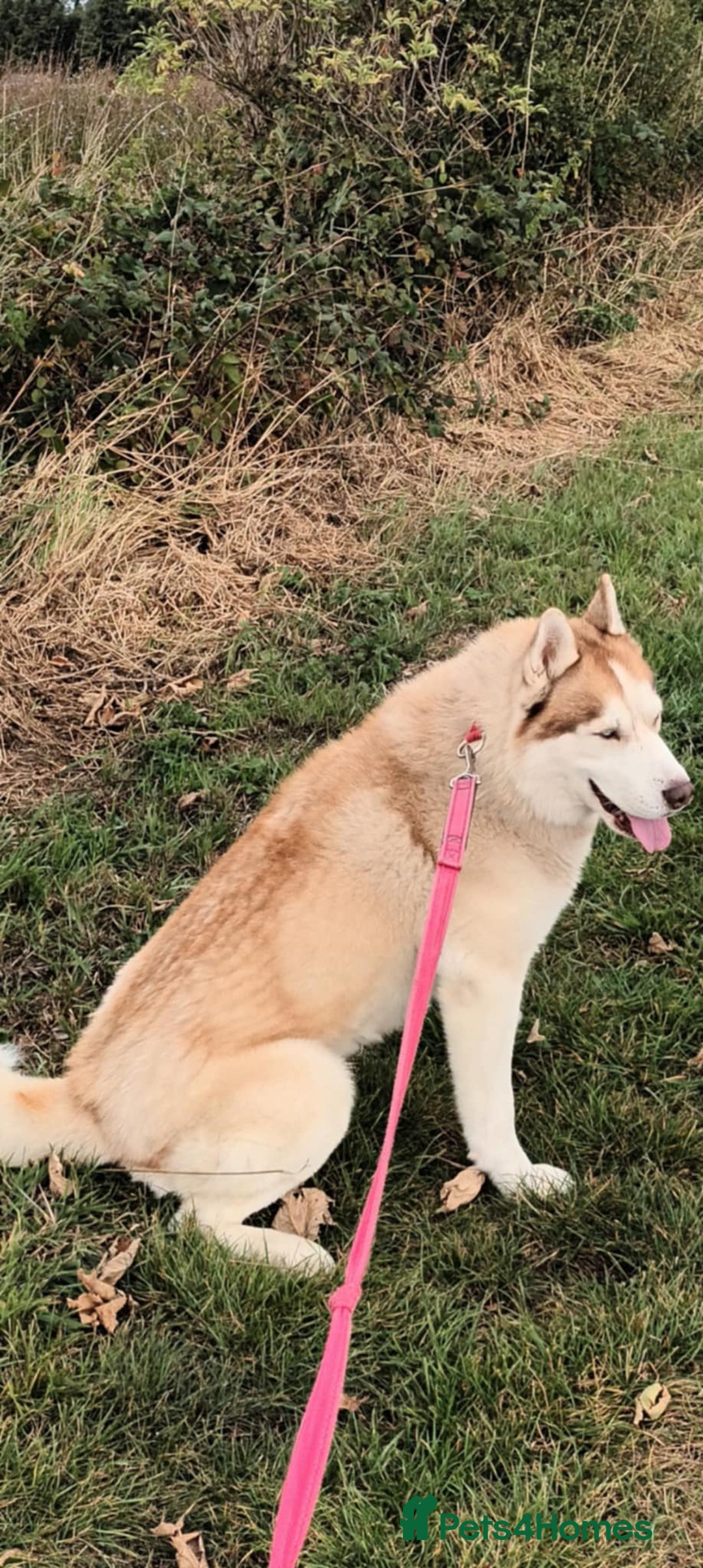 Siberian Husky dogs for sale: Two Siberian Husky Males - Image 17