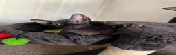 Sphynx cats for sale: Beautiful female baby Sphynx for sale  in Leicester - Advert 3