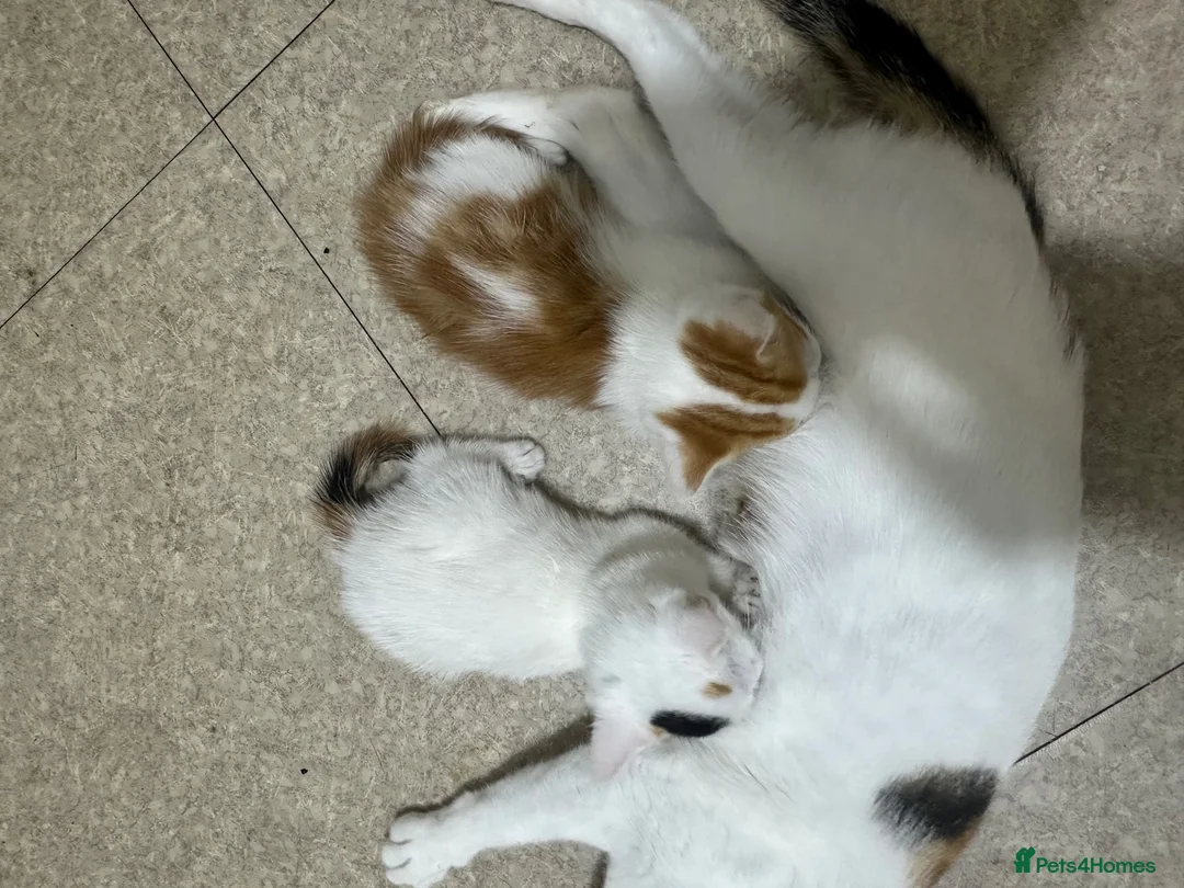 Turkish Angora cats for sale: Kittens for sale - Advert 13