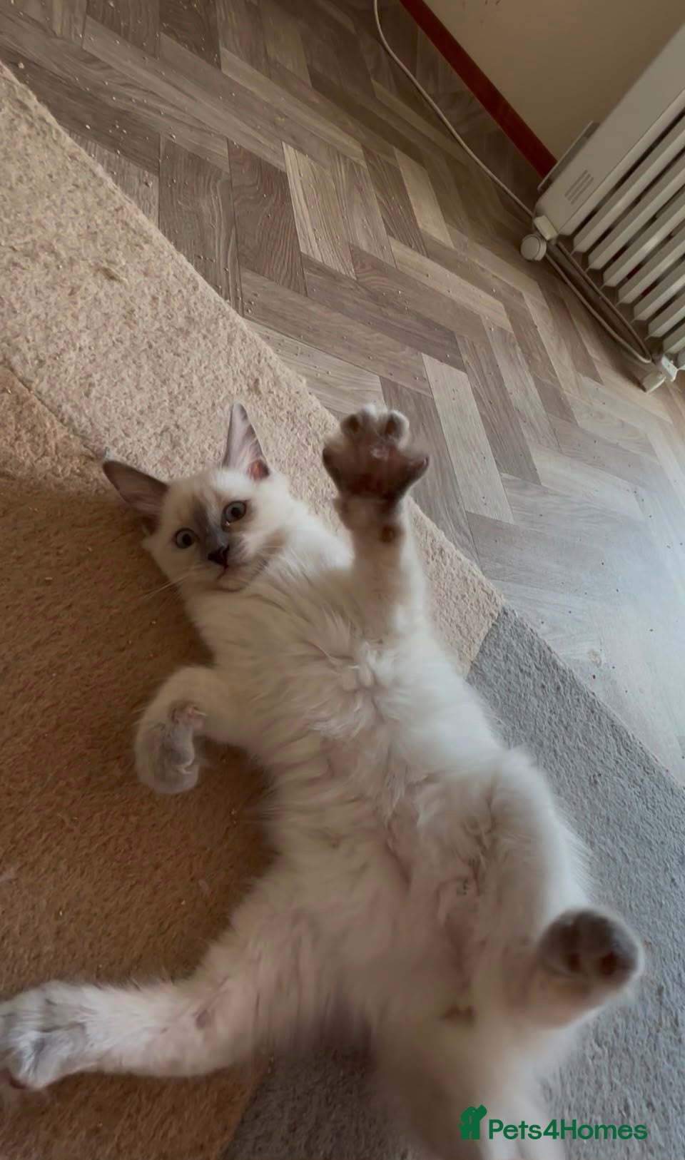 Ragdoll cats 🌟LAST GIRL RAGDOLL KITTEN🌟 - Advert 1