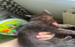 Mixed Breed cats for sale: £30 mixed black and ginger bengal cross kittens - Image 6