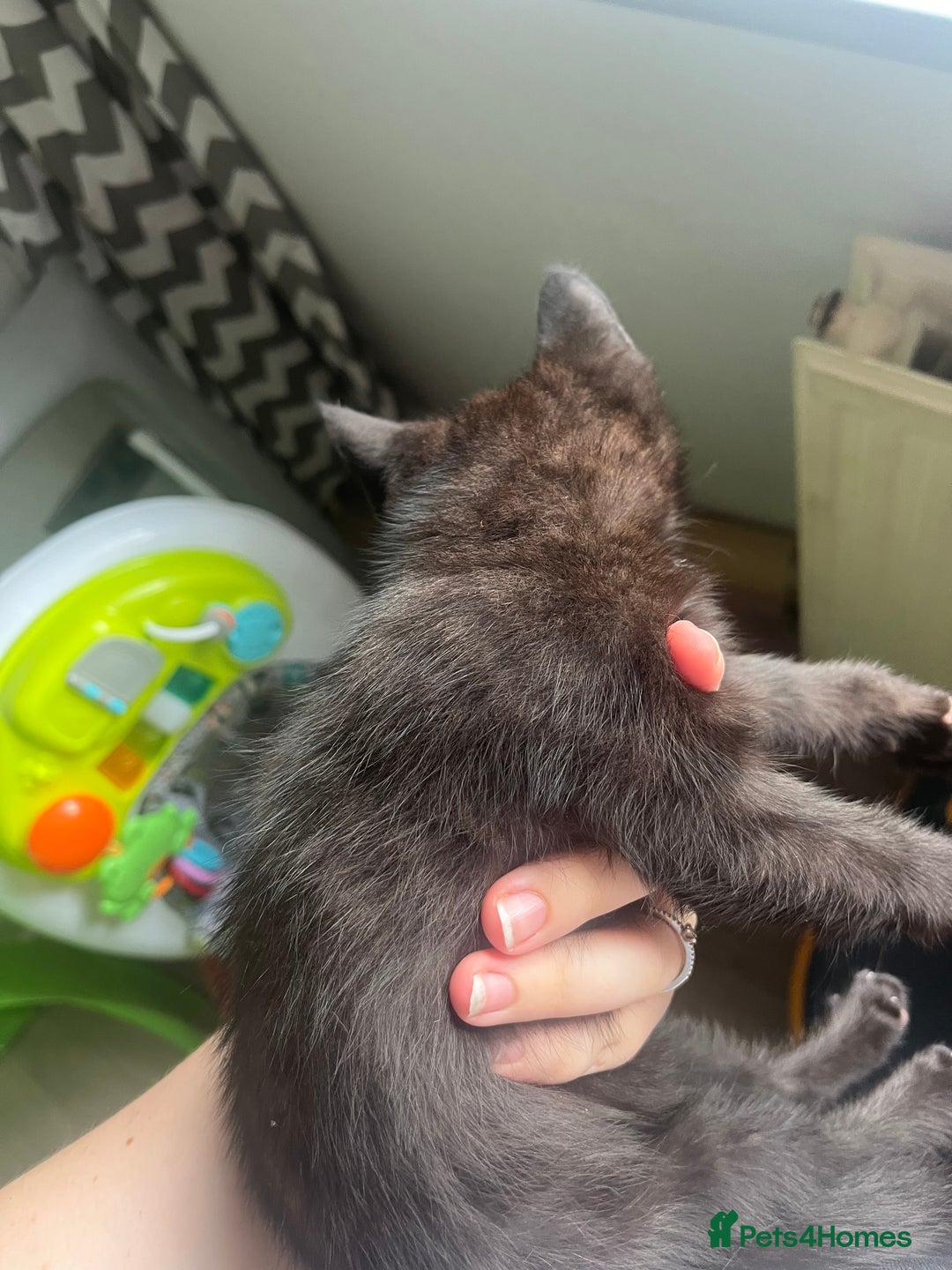 Mixed Breed cats for sale: £30 mixed black and ginger bengal cross kittens - Image 6