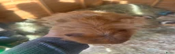 Guinea Pig rodents for sale: Male guinespigs  - Advert 10
