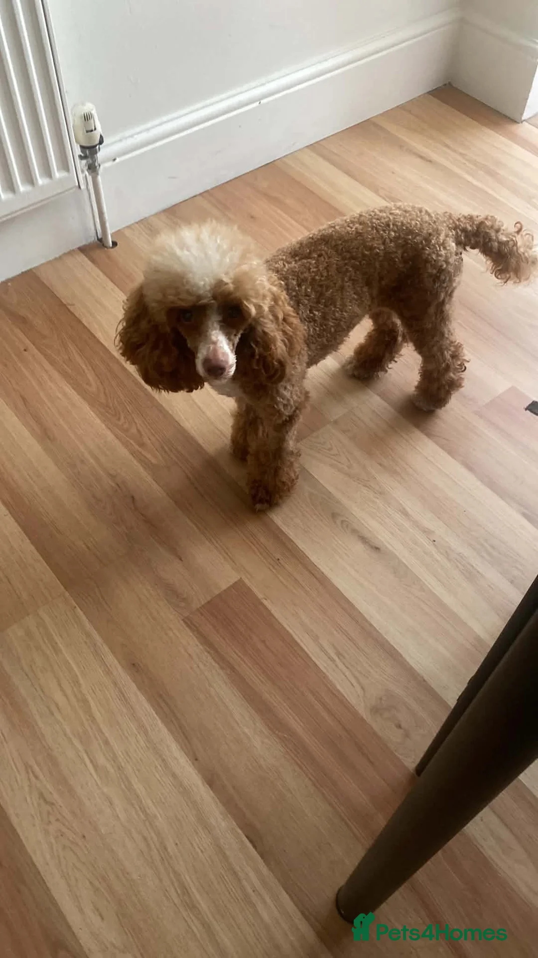 Miniature Poodle dogs for sale: Beautiful Miniature Poodles - Advert 2