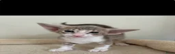 Siamese cats for sale: 🐾 **Gorgeous Oriental Shorthair & Siamese Kittens - Advert 7