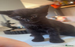 British Shorthair cats for sale: British shorthaired cross Persian  - Image 2