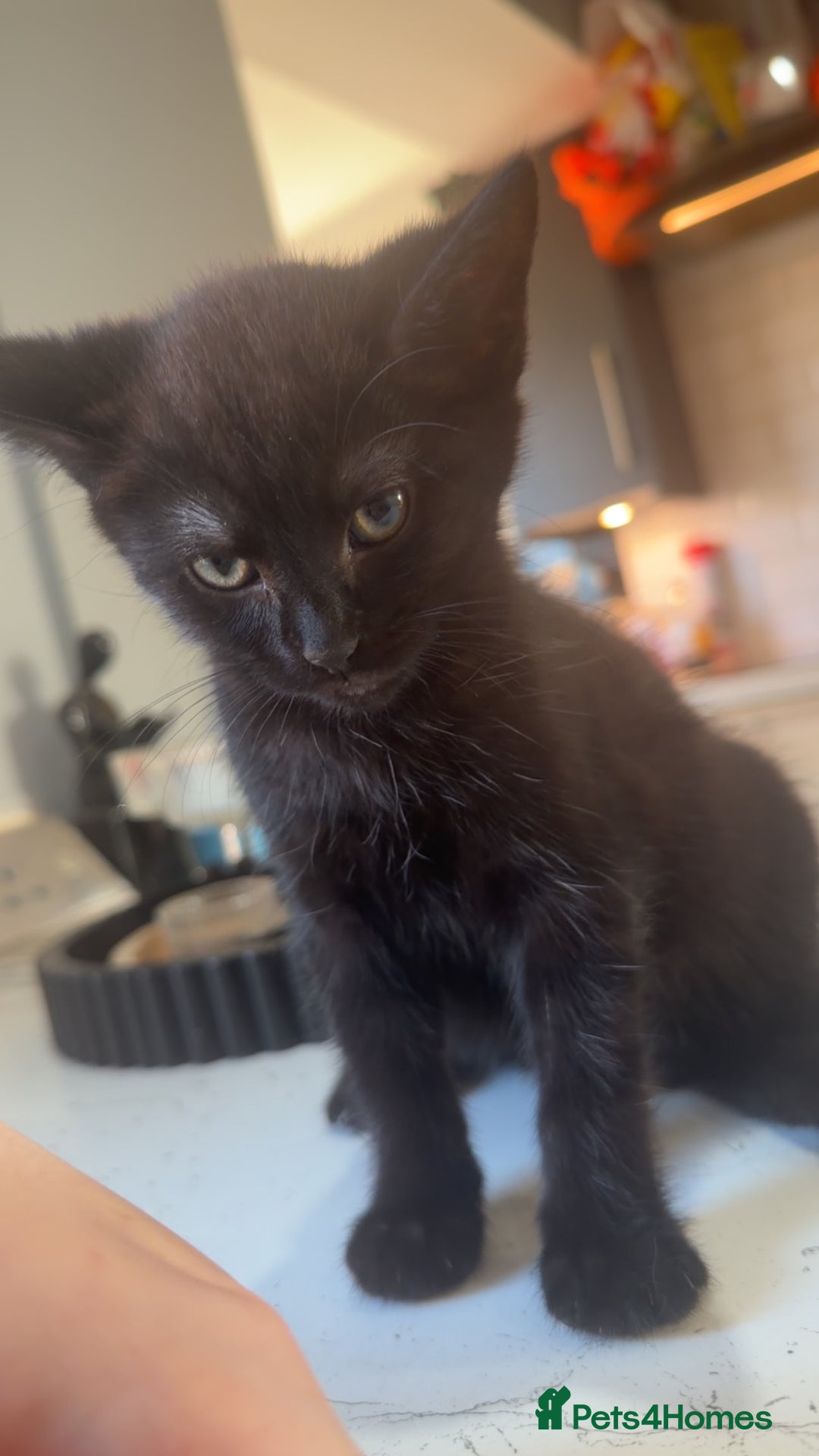 British Shorthair cats for sale: British shorthaired cross Persian  - Image 2