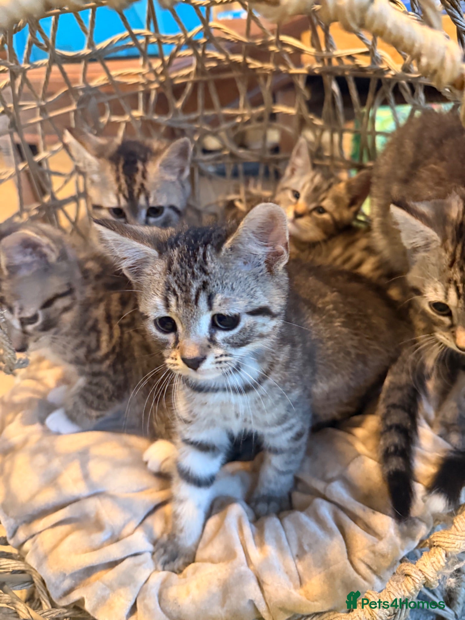 British Shorthair cats British Shorthair cross kittens - Advert 5
