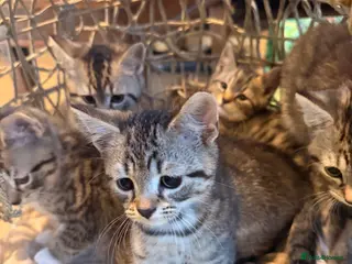British Shorthair cats British Shorthair X Kittens - Advert 3