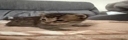 Mixed Breed cats for sale: Mixed breed kittens  - Advert 3