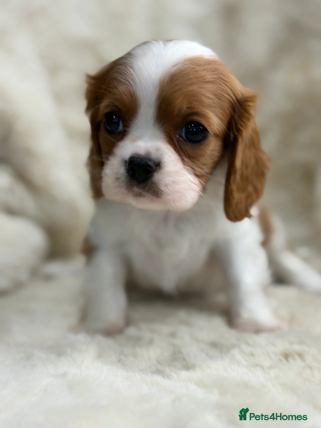 Cavalier King Charles Spaniel dogs for sale: Beautiful show quality cavalier puppies  - Advert 18