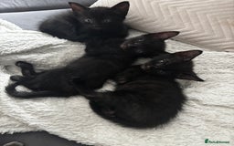 Russian Blue cats for sale: 3 Russian blue - Image 1