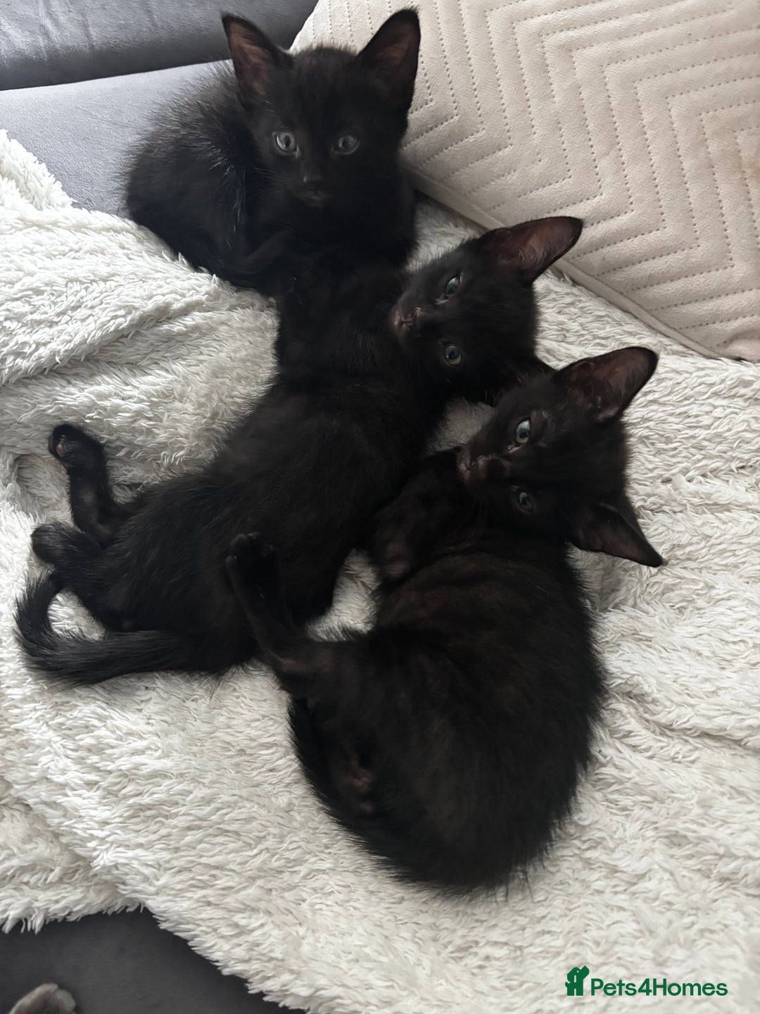 Russian Blue cats for sale: 3 Russian blue - Image 1