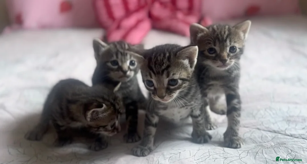 Mixed Breed cats for sale: Tabby kittens 2 girls - Advert 7