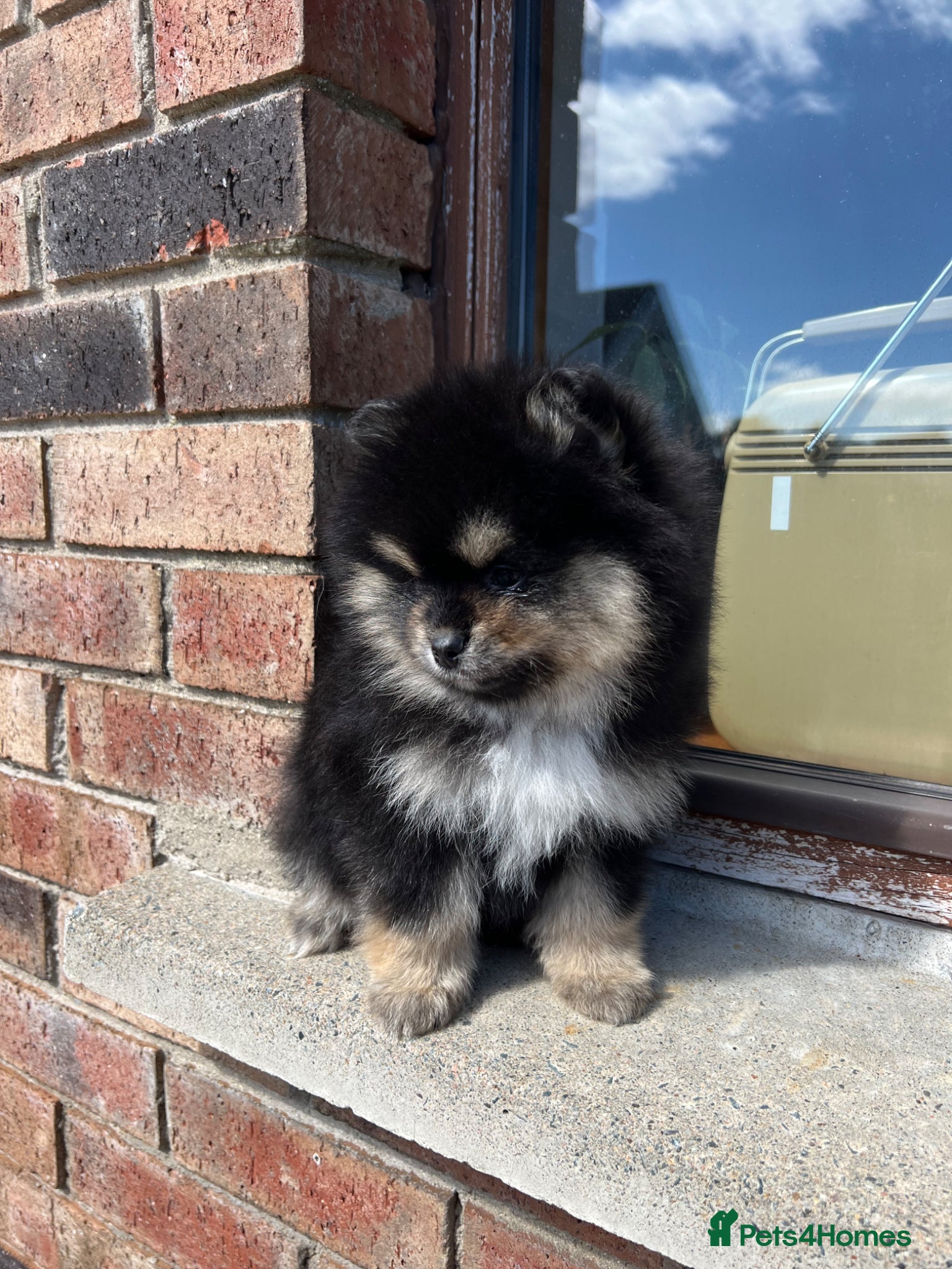 Pomsky dogs Tiny Male Pomsky pups  - Advert 9