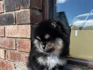 Pomsky dogs Tiny Male Pomsky pups - Advert 9