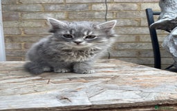 Mixed Breed cats for sale: Kitten for sale, mixed race, Scottish fold mother  - Image 9