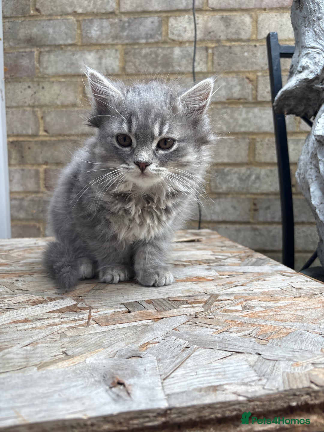 Mixed Breed cats for sale: Kitten for sale, mixed race, Scottish fold mother  - Image 9