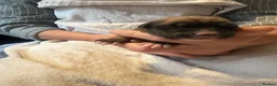 Mixed Breed dogs for sale: Lurcher puppies saluki x German shepherd  - Advert 9