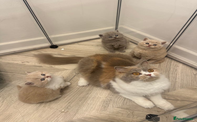 British Shorthair cats - Advert 1