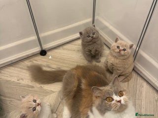 British Shorthair cats - Advert 3