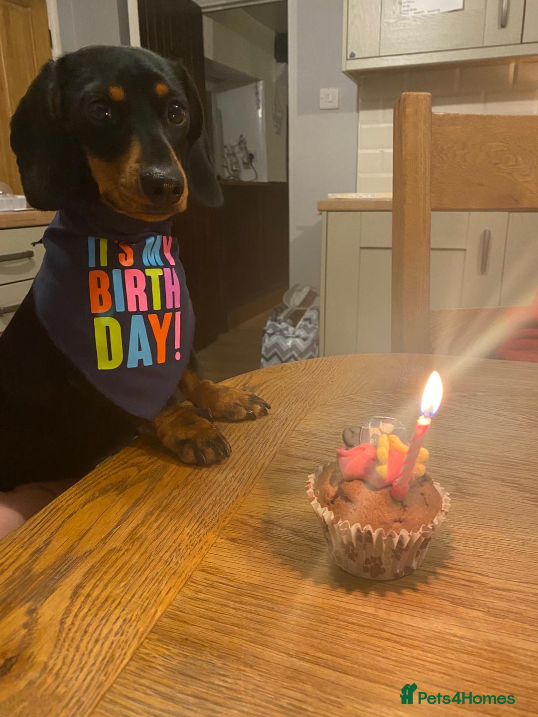 Miniature Dachshund dogs for sale: KC Reg, Health tested, miniature Dachsund Puppies - Image 2