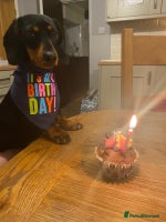 Miniature Dachshund dogs - Advert 9