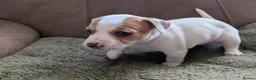 Jack Russell dogs for sale: Jack Russell Puppies, Ready 20th March - Advert 17