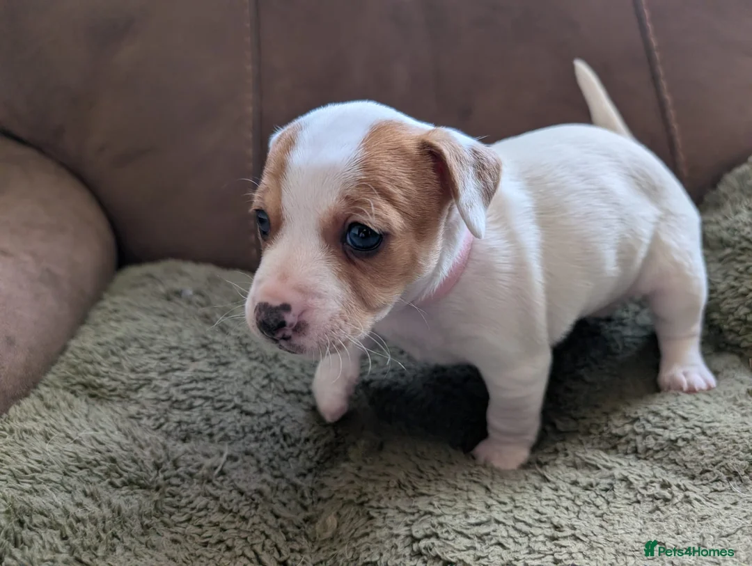 Jack Russell dogs for sale: Jack Russell Puppies, Ready 20th March - Advert 17