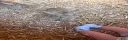 Mixed Breed rabbits for sale: Baby rabbits - Advert 8
