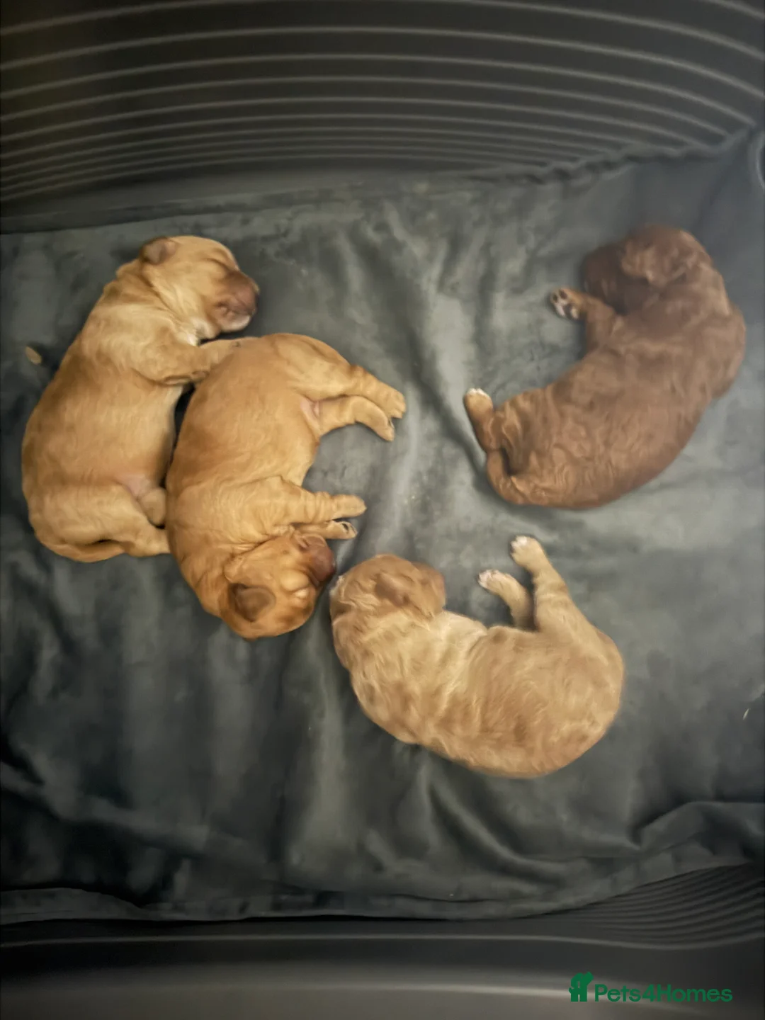 Cockapoo dogs for sale: COCKERPOO GIRLS F2B - Advert 13